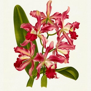 Orchid No. 624, 1885, Linden auth., stampa botanica (giclée) su tela, 50x70cm. o 20x25" ca.