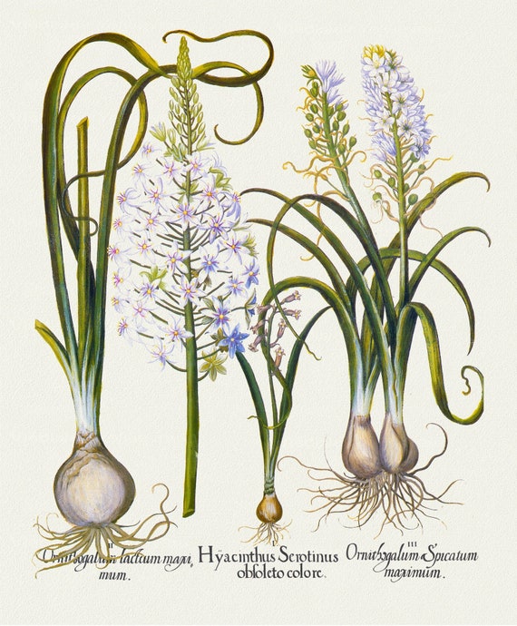 Basilius Besler ,Hortus Eystettensis, Plate 93, 1613, botanical print (giclee) on canvas, 50x70cm. or 20x25" approx.