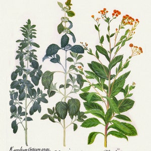 Basilius Besler ,Hortus Eystettensis, Tavola 231, 1613, stampa botanica (giclée) su tela, 50x70cm. o 20x25" ca.
