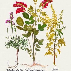 Basilius Besler ,Hortus Eystettensis, Lámina 295, 1613, grabado botánico (giclée) sobre lienzo, 50x70cm. o 20x25" aprox.