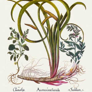 Basilius Besler ,Hortus Eystettensis, Lámina 125, 1613, grabado botánico (giclée) sobre lienzo, 50x70cm. o 20x25" aprox.