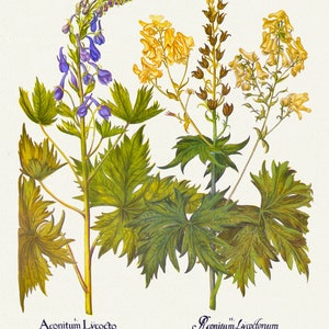 Basilius Besler, Hortus Eystettensis, Plate 159, 1613, botanischer Druck (Giclee) auf Leinwand, 50x70cm. oder 20x25" ca.