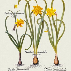 Basilius Besler ,Hortus Eystettensis, tavola 54, 1613, stampa botanica (giclée) su tela, 50x70cm. o 20x25" ca.