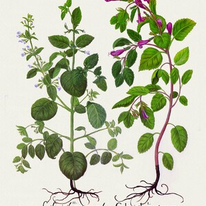 Basilius Besler ,Hortus Eystettensis, Lámina 232, 1613, grabado botánico (giclée) sobre lienzo, 50x70cm. o 20x25" aprox.