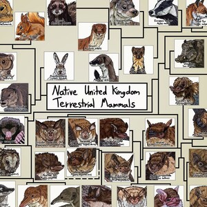 Könnte beinhalten: Eine Illustration mit dem Titel "Native United Kingdom Terrestrial Mammals", die verschiedene Tiere wie Eichhörnchen, Wiesel und Fledermausarten zeigt, jeweils mit wissenschaftlichen Namen unter den Bildern.