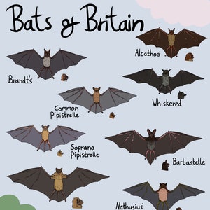 Bats of Britain Poster - Printable Instant Digital Download File - United Kingdom Bat Species Animal Art