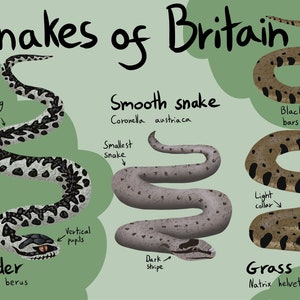 Snakes of Britain Poster - Printable Instant Digital Download File - United Kingdom Snake Species Animal Art - Adder, Smooth and Grass Snake