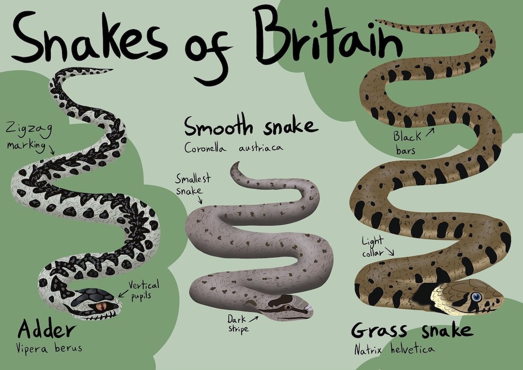 Snakes of Britain Poster Printable Instant Digital Download File United