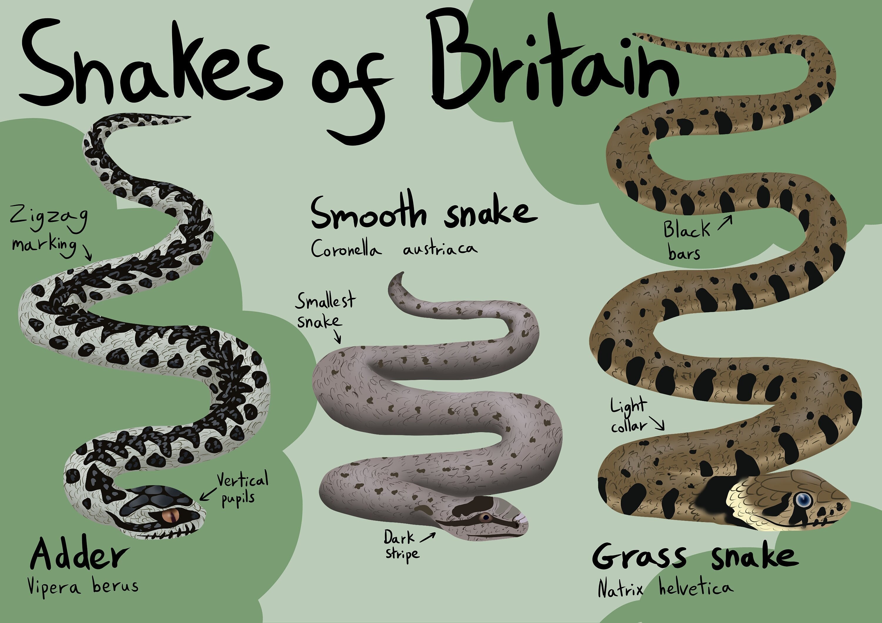 Snakes Of Britain Poster Printable Instant Digital Download File United Kingdom Snake Species