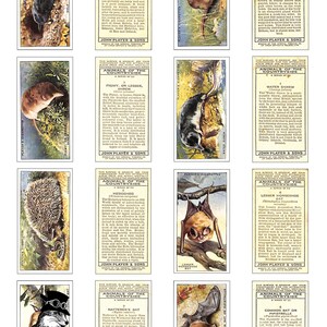 May include: A vintage set of 10 collectible cards featuring illustrations of various animals of the countryside, including a mole, shrew, hedgehog, bat, and fox. The cards are from John Player & Sons and feature text describing each animal.
