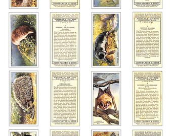 May include: A vintage set of 10 collectible cards featuring illustrations of various animals of the countryside, including a mole, shrew, hedgehog, bat, and fox. The cards are from John Player & Sons and feature text describing each animal.
