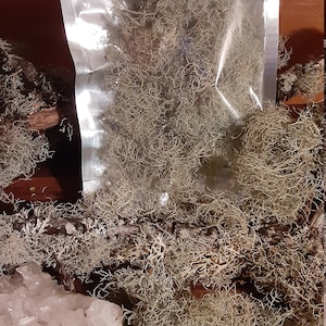 Usnea lichen