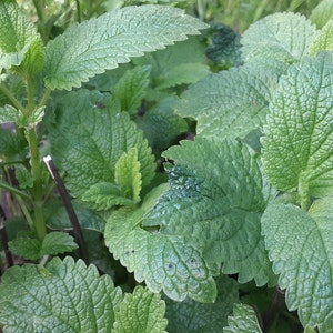 Dried lemon balm