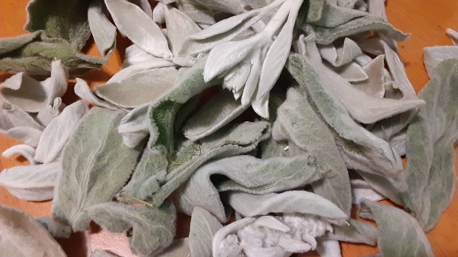 Dried Lamb's Ear Etsy