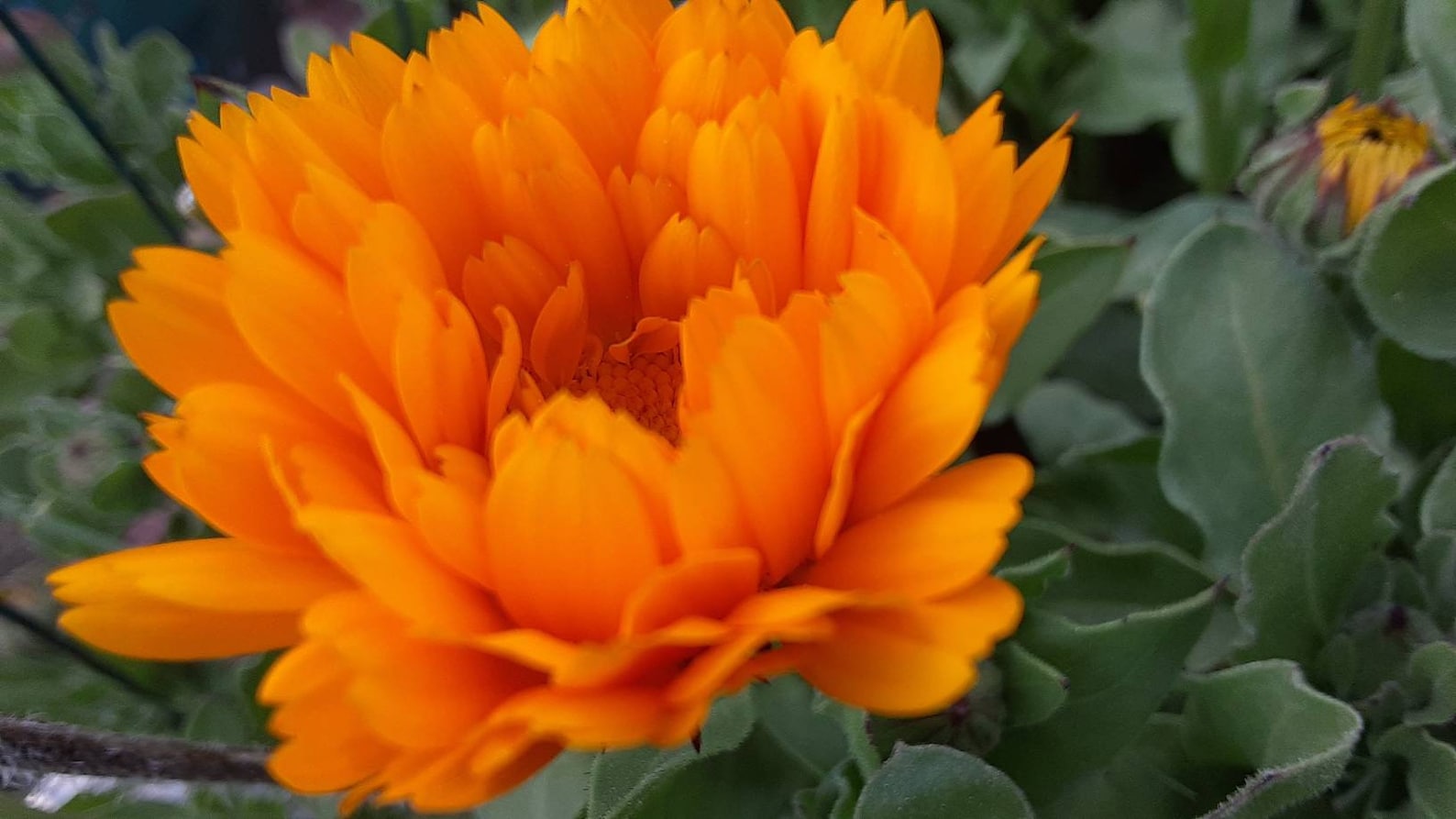 Dried Calendula Flowers Etsy