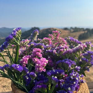 dried statice flowers