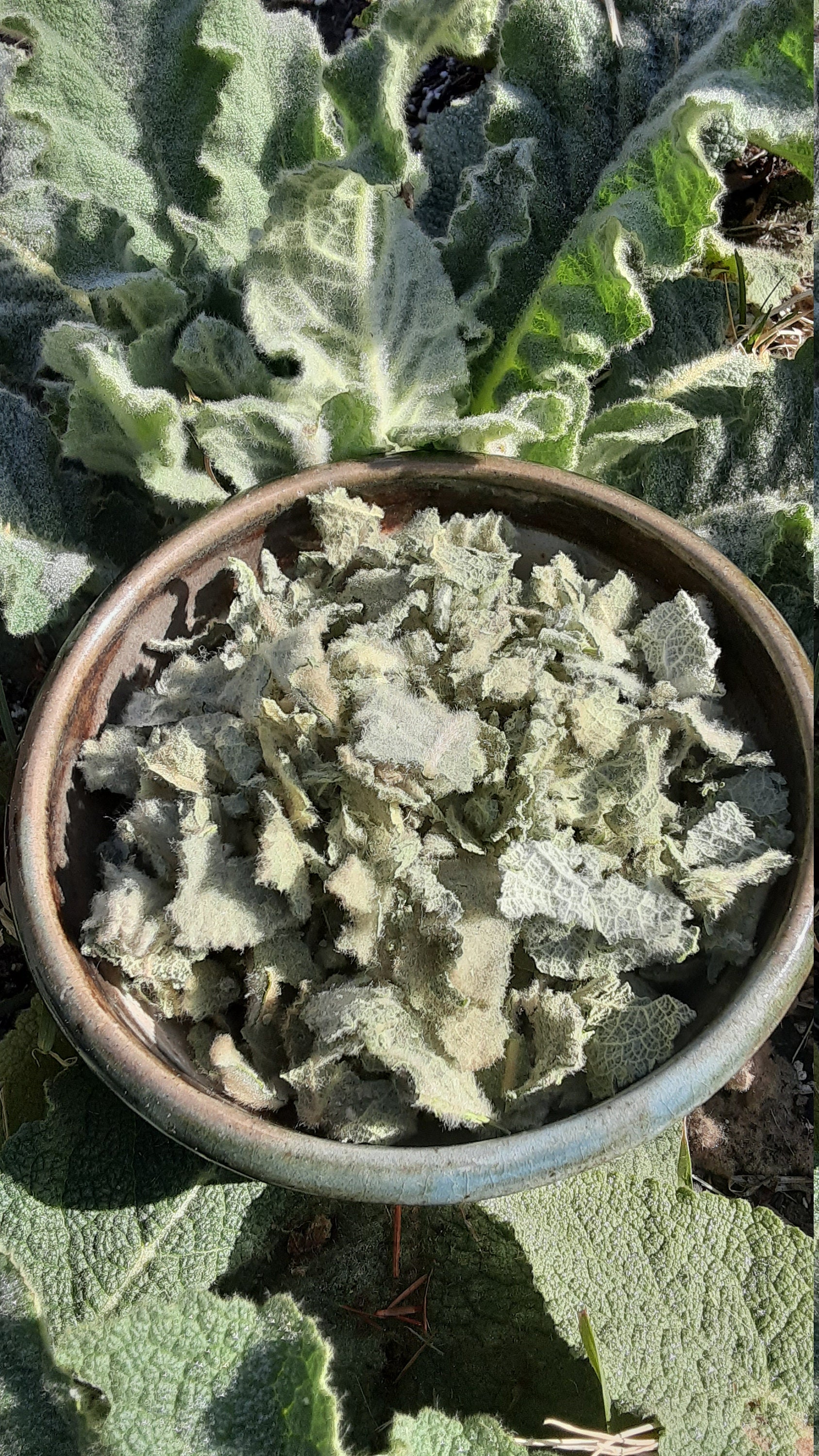 Dried mullein bulk Etsy