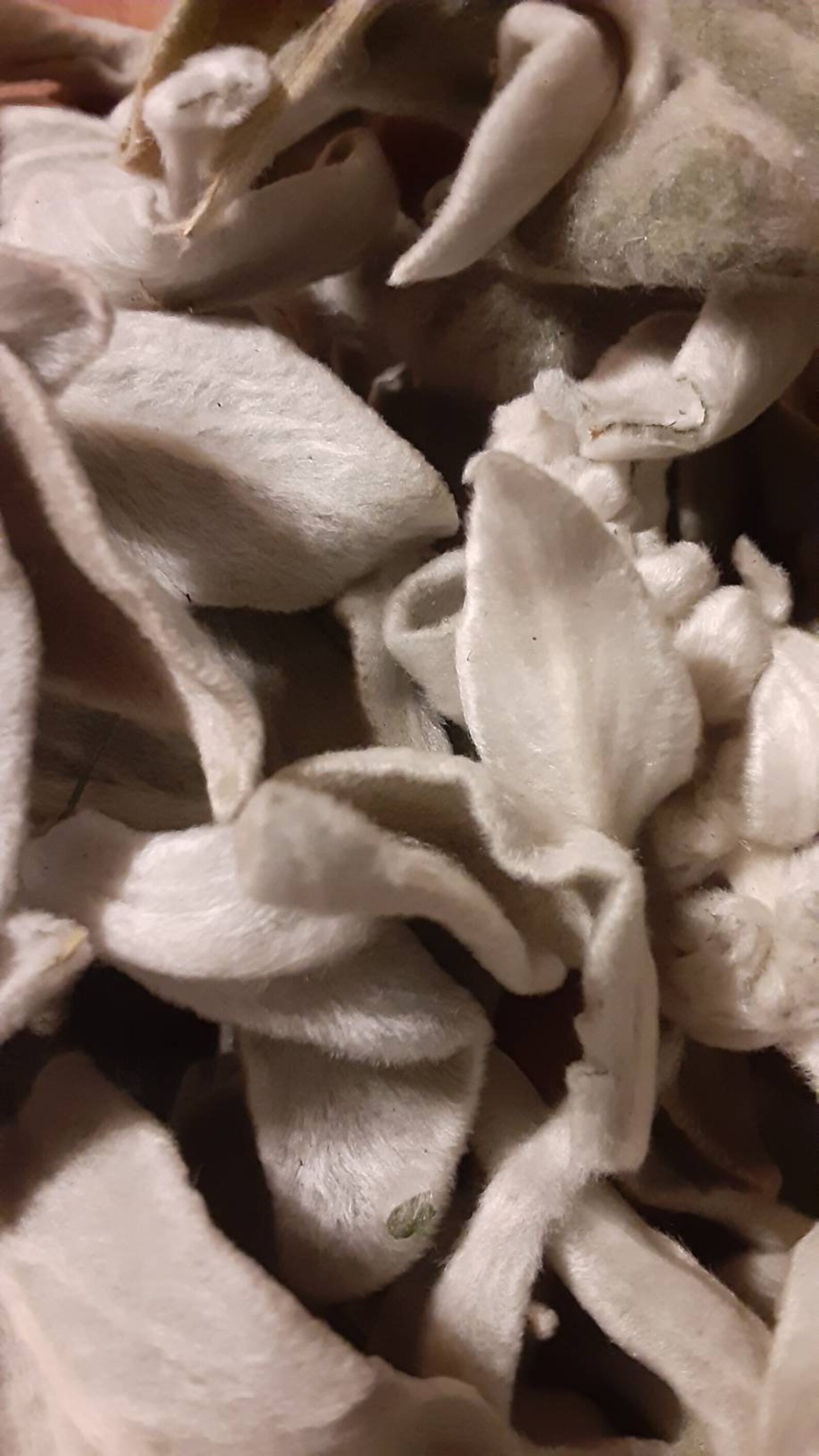 Dried lamb's ear Etsy