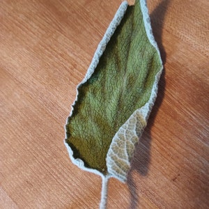 Salvia essiccata di Gerusalemme