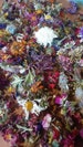 Bulk Dried Flower Mix For Crafts or Wedding tosses, etc 