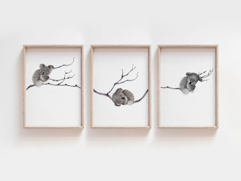 May include: Three framed prints of watercolor illustrations of koalas sitting on branches. The koalas are gray and the branches are black.