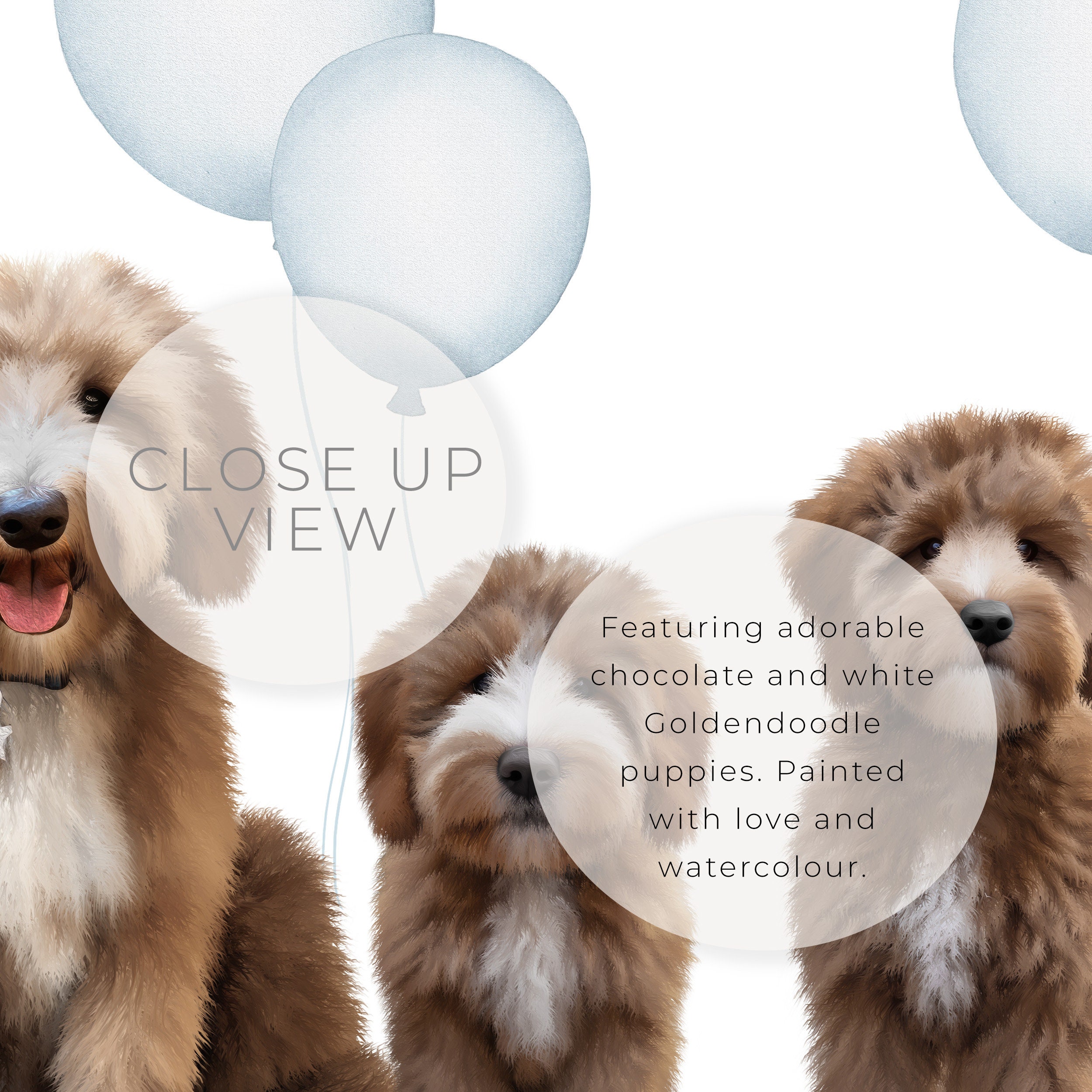 静岡県のラブラドゥードル(ラブラドールレトリバー×プードル)の子犬を探す｜ブリーダー直販の子犬販売【みんなのブリーダー】, image size:2500x2500