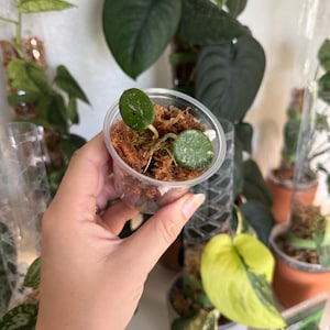 Hoya Mathilde | Semi Rooted Cutting