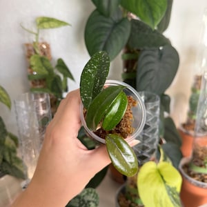 Hoya Crystal | Rooted Cutting
