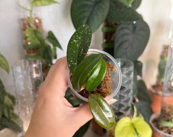 Hoya Ancient Dynasty Crystal Vase - Etsy