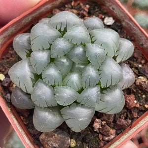 May include: A small succulent plant in a terracotta pot. The plant features translucent, rounded leaves with dark green veining. The leaves are arranged in a rosette pattern, and the soil is visible at the base of the plant.