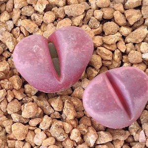 Rare Lithops - Optica Rubra 2 years old