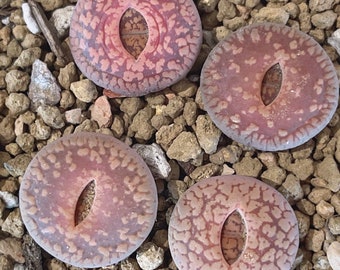 Rare Lithops - Aucampiae Light Brown 3 Years Old 0.75”