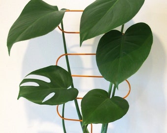 Plant Support Curve
