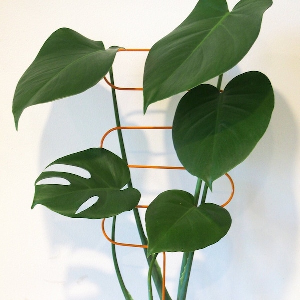 Plant Support Curve