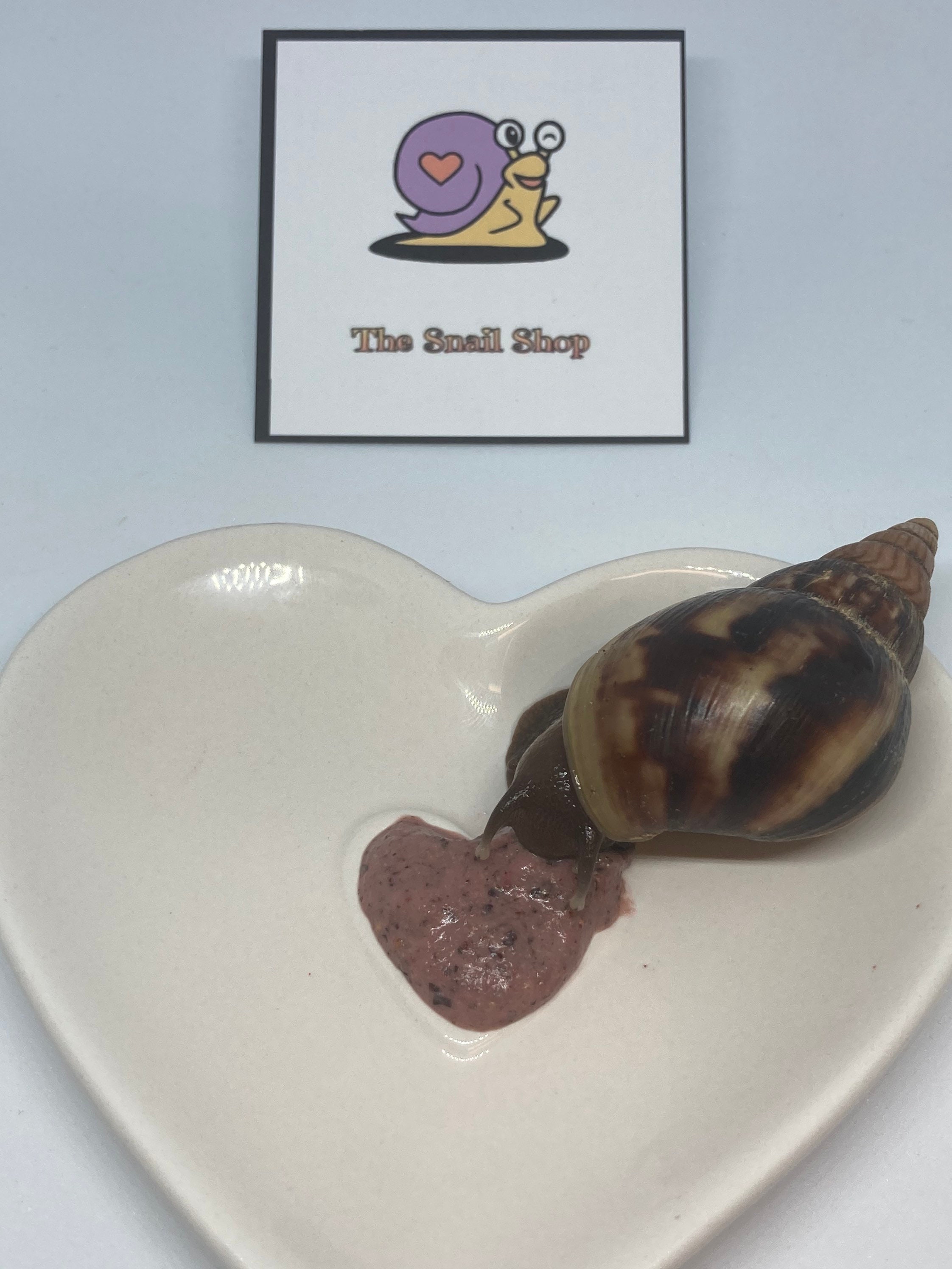 Nourriture Protéinée Pour Escargots Terrestres - Mélange Poisson Et Spiruline 100 G - Complément Alimentaire
