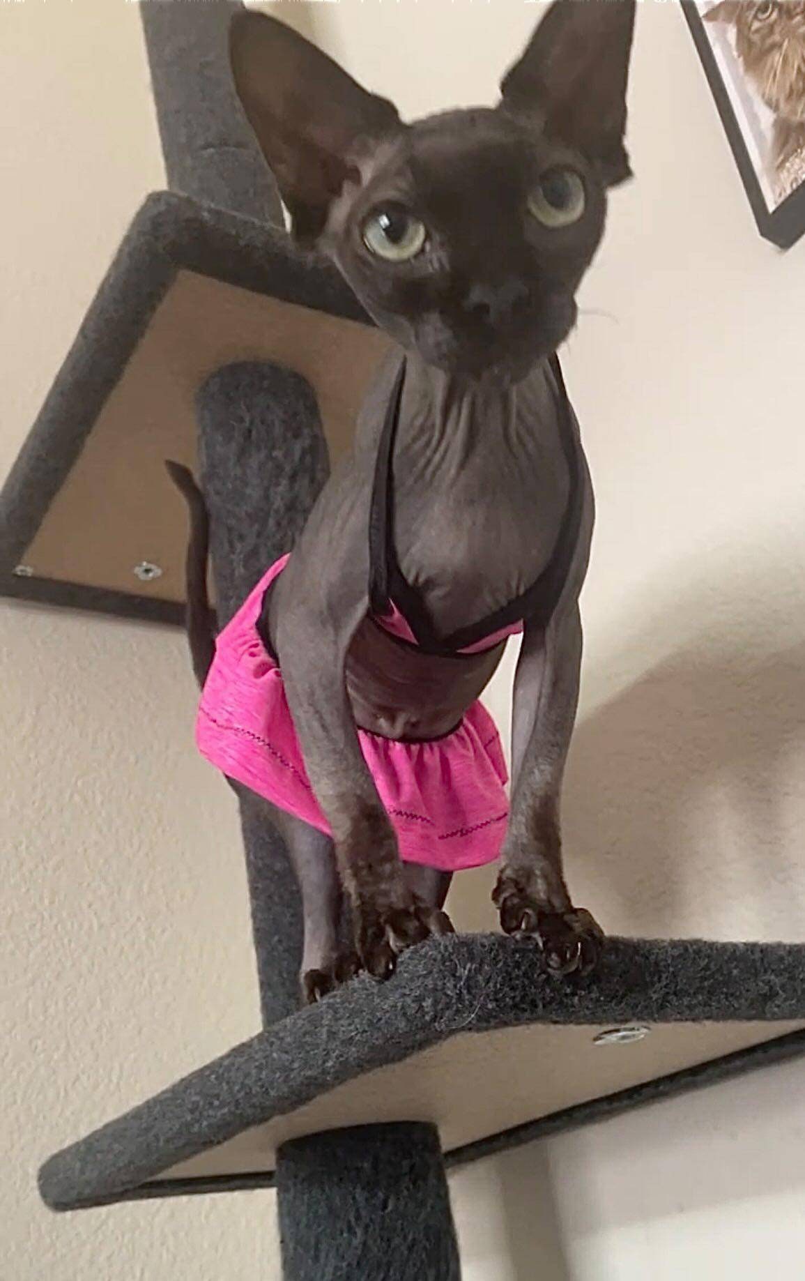 Teeny Kitty Bikini