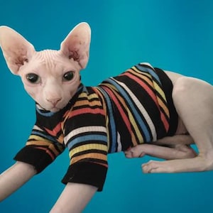 May include: A hairless cat wearing a colourful striped jumper. The cat is lying on a blue background.