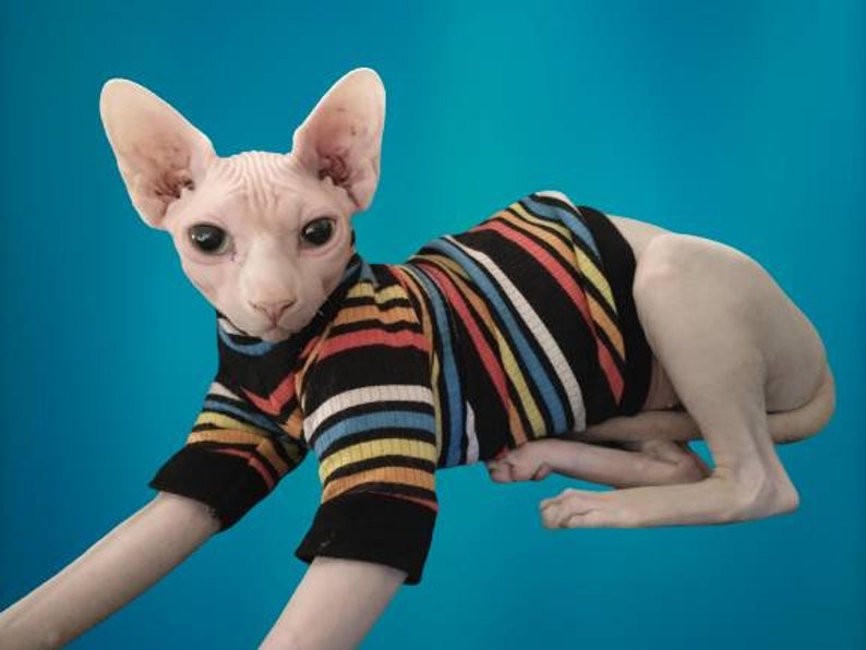 May include: A hairless cat wearing a colourful striped jumper. The cat is lying on a blue background.