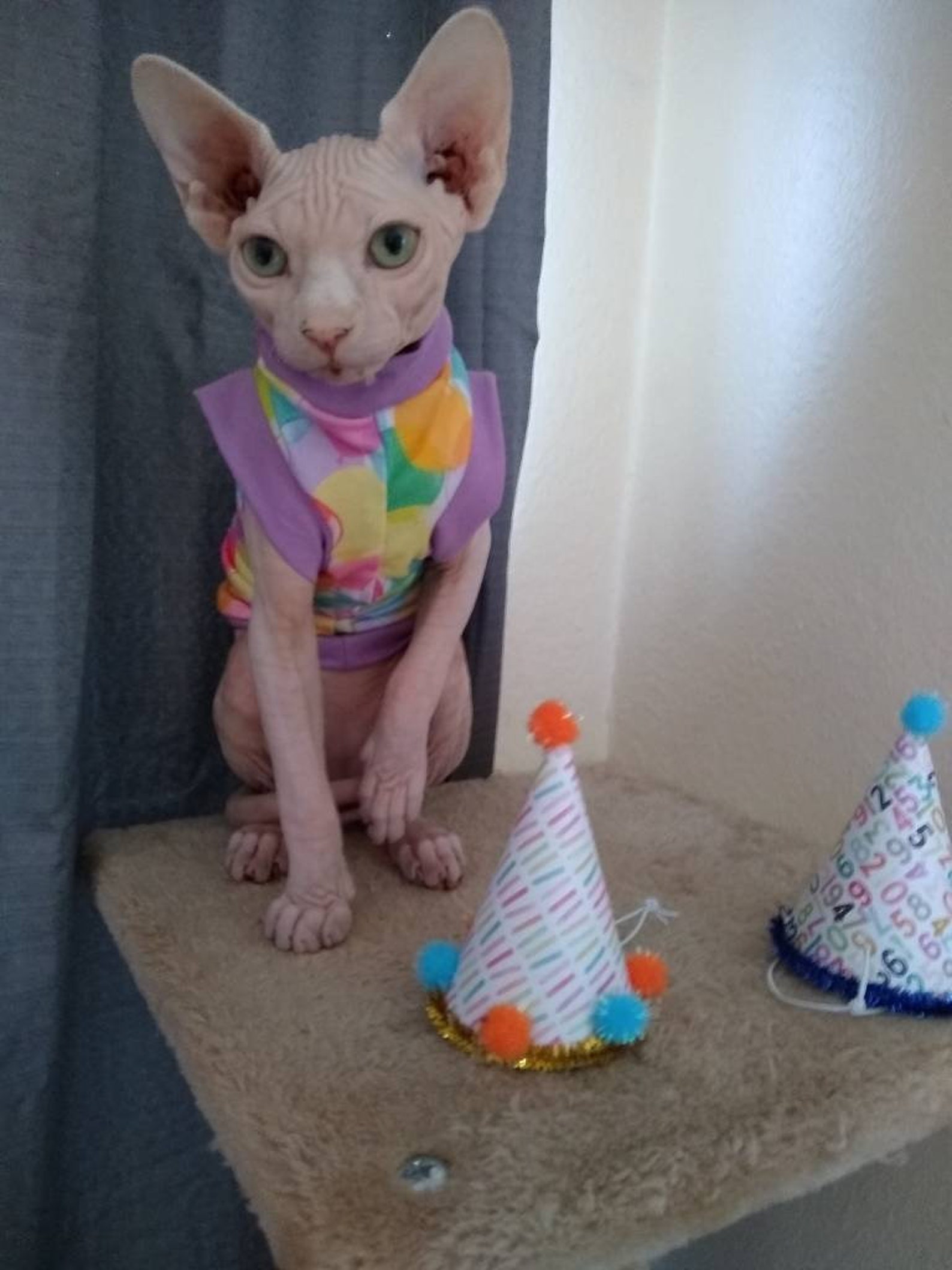 Birthday Shirt for Sphynx Cats Birthday Balloons Birthday - Etsy