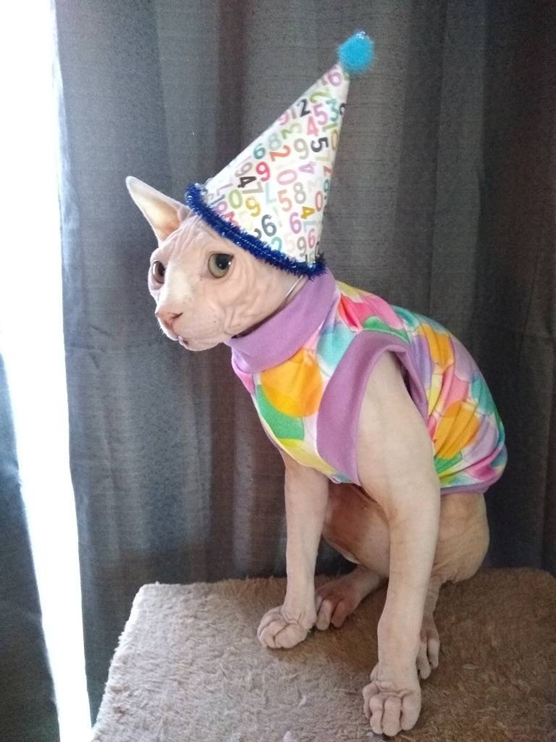 Birthday Shirt for Sphynx Cats Birthday Balloons Birthday | Etsy