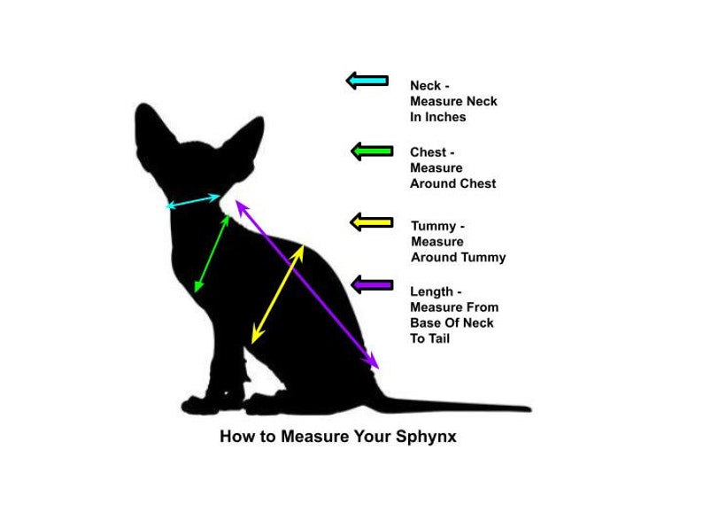 May include: Diagram showing how to measure a Sphynx cat for clothing. The diagram shows a black silhouette of a cat with arrows indicating where to measure the neck, chest, tummy, and length in inches.