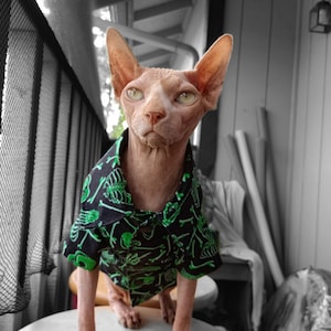 Puede incluir: Un gato sin pelo con una camisa verde y negra con un patrón de esqueleto. El gato está de pie sobre una mesa blanca.