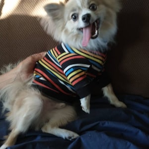 May include: A small, white and brown dog wearing a colourful striped jumper, sitting on a blue sofa. The dog has its tongue sticking out and looks happy.