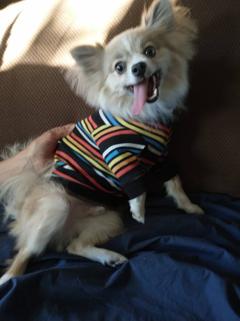 May include: A small, white and brown dog wearing a colourful striped jumper, sitting on a blue sofa. The dog has its tongue sticking out and looks happy.