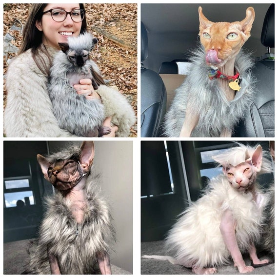 Sphynx cat with hair online
