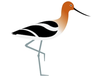 American Avocet - Fine Art Bird Print