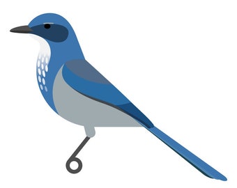 Woodhouse's Scrub Jay - Fine Art Bird Print