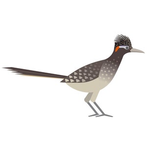 Roadrunner - Fine Art Bird Print