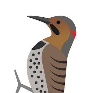 Northern Flicker Yellow-shafted - Fine Art Print