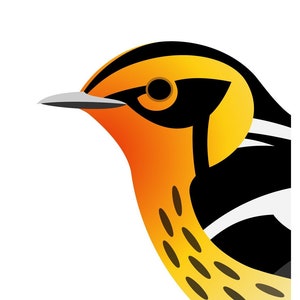 Blackburnian Warbler - Fine Art Print